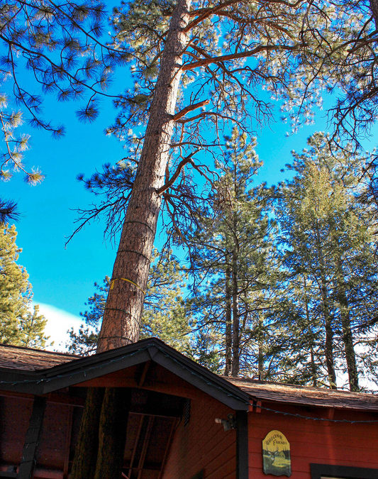 Ponderosa pine over house