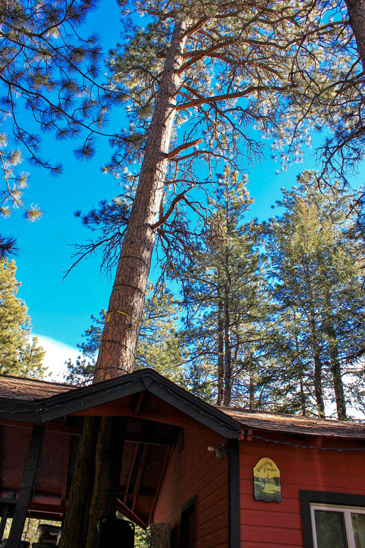 Ponderosa pine over house