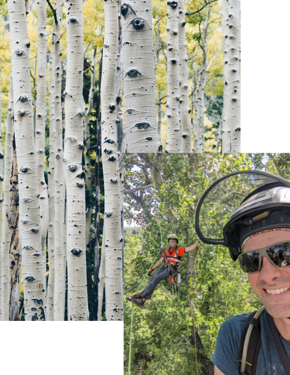 Cypress Arbor Images