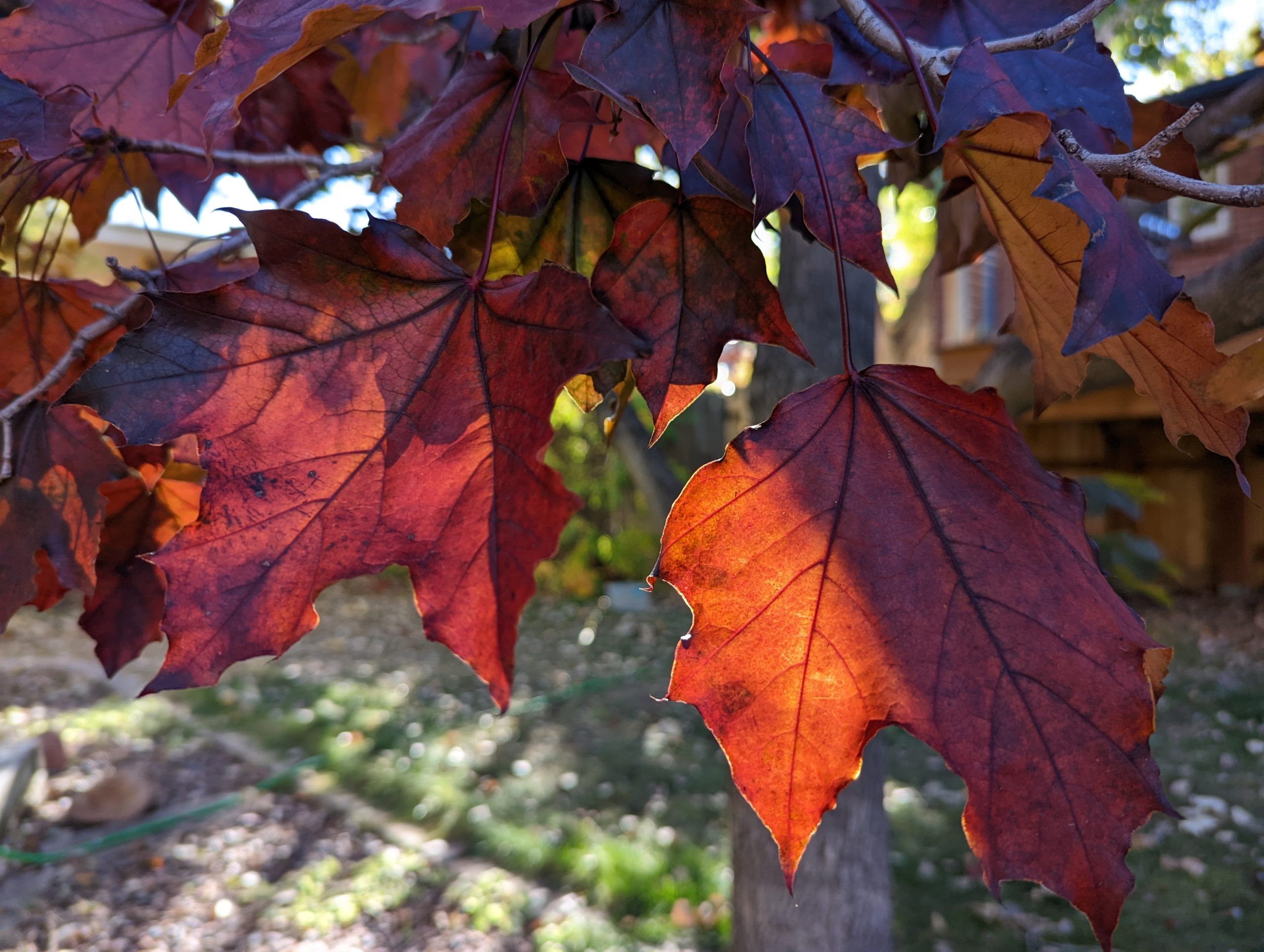 leaves