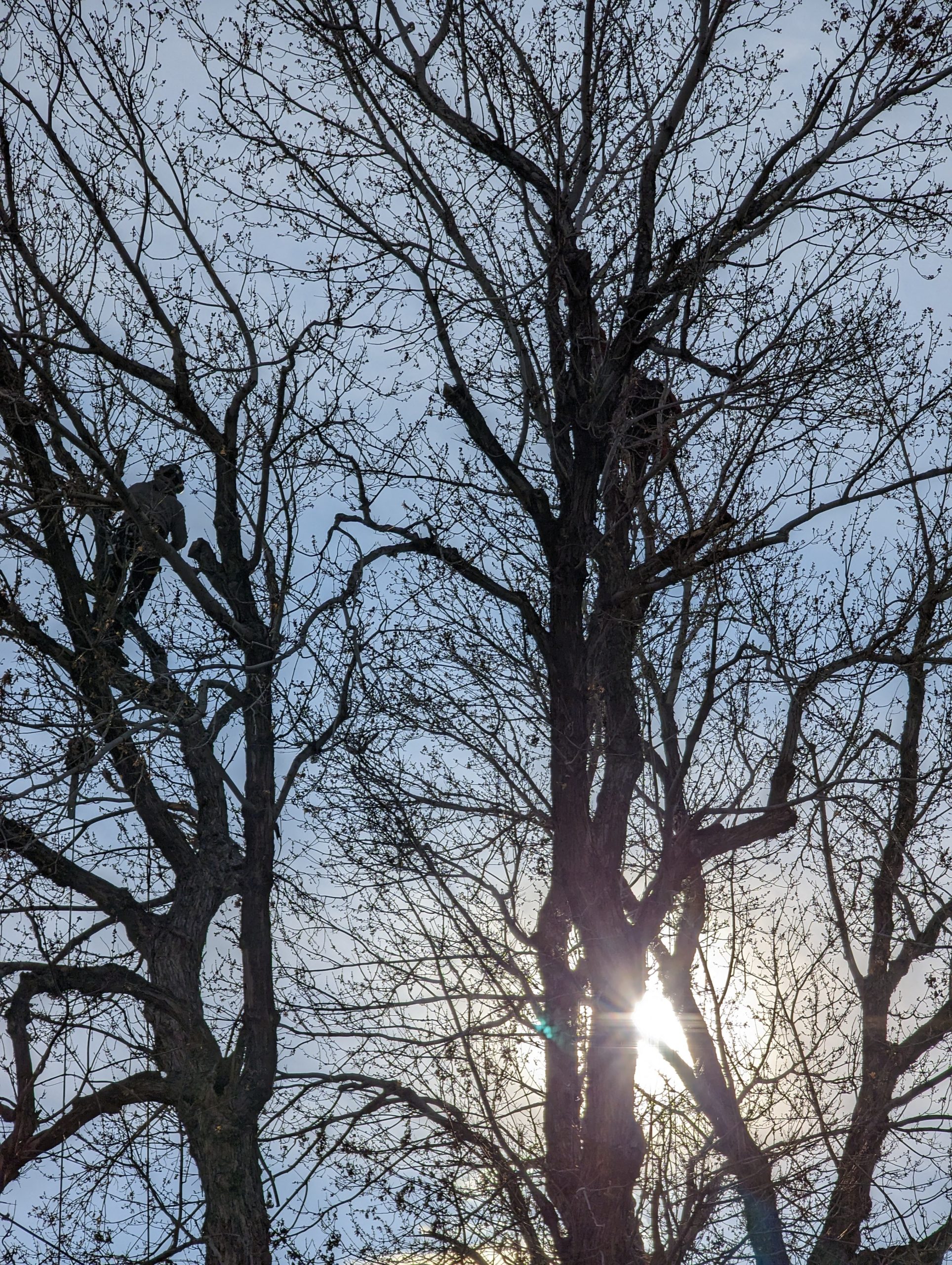 tree silhouette