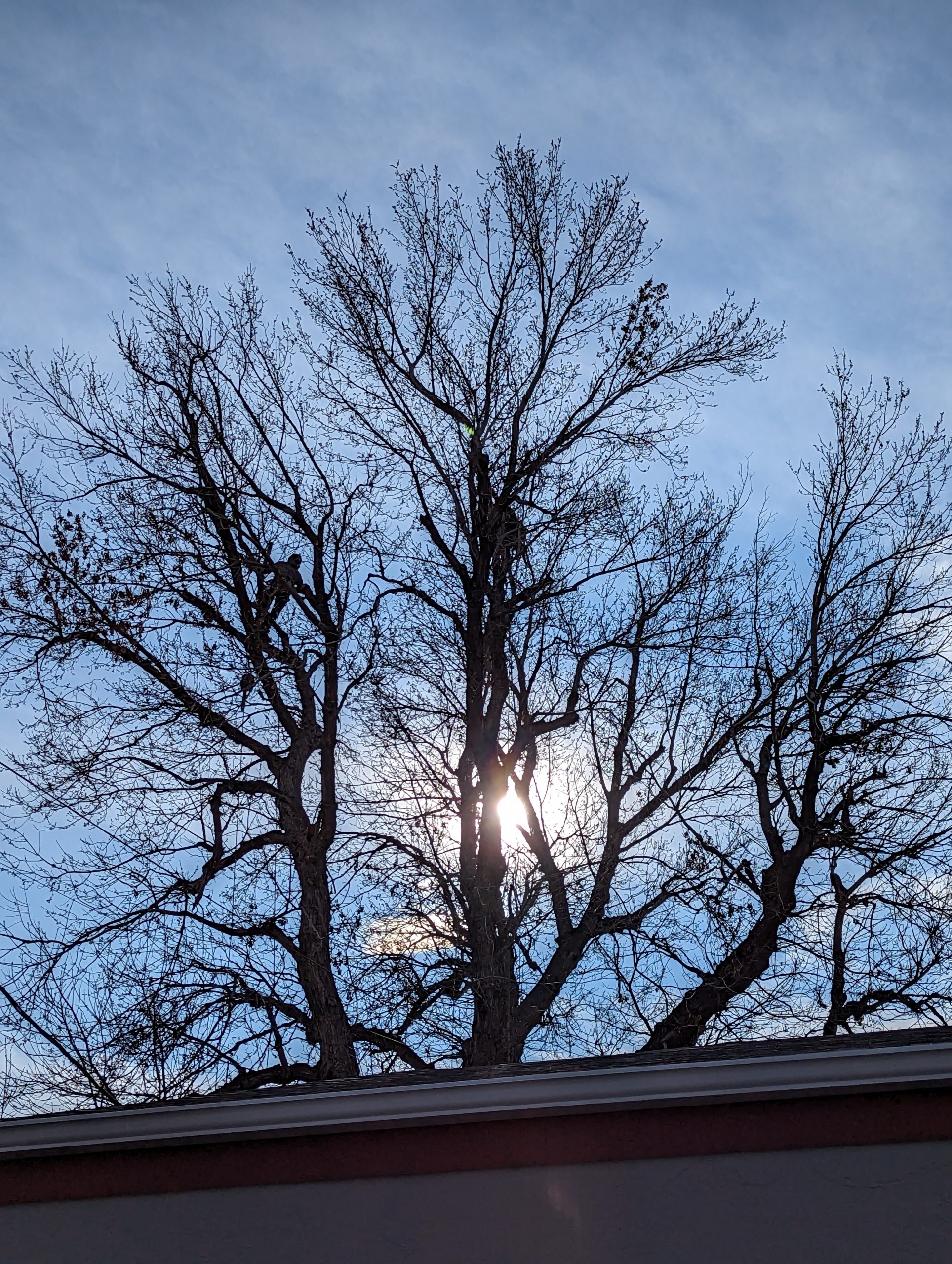 tree over roof