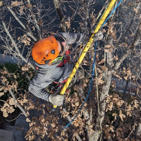 pruning-2 prunng